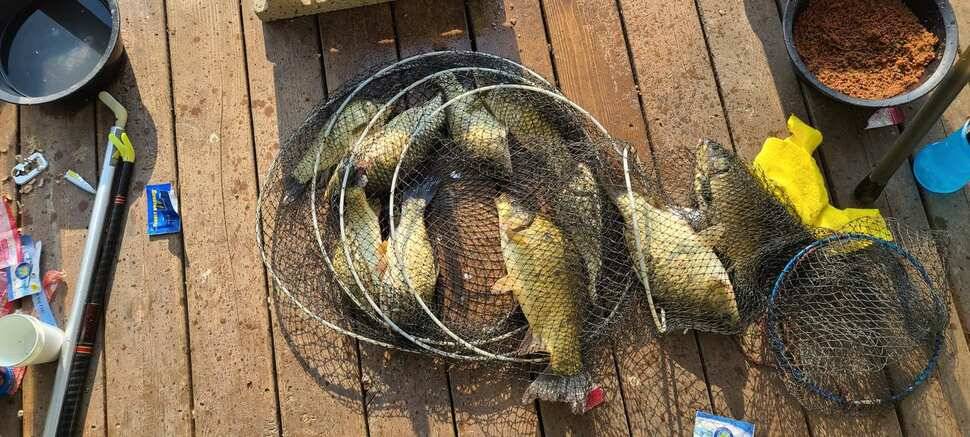 양평 낚시터 수곡낚시터 621 일요일 46cm 대물붕어 포함 씨알좋은 붕어들이 나와주네요 (유료터정보 - 유료터점주조황)