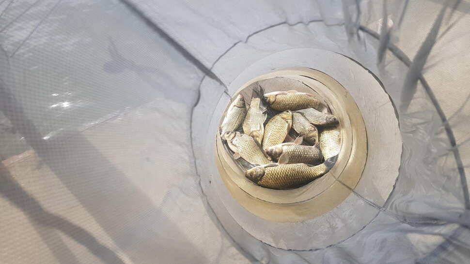 당진 가교리낚시터 5월 20일 방류조황 (유료터정보 - 유료터점주조황)