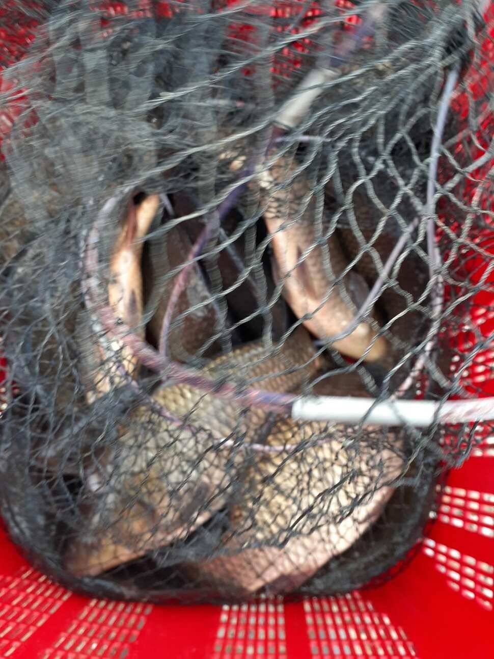 경주 동산낚시터붕어 전용잡이터지난주 조황 (유료터정보 - 유료터점주조황)