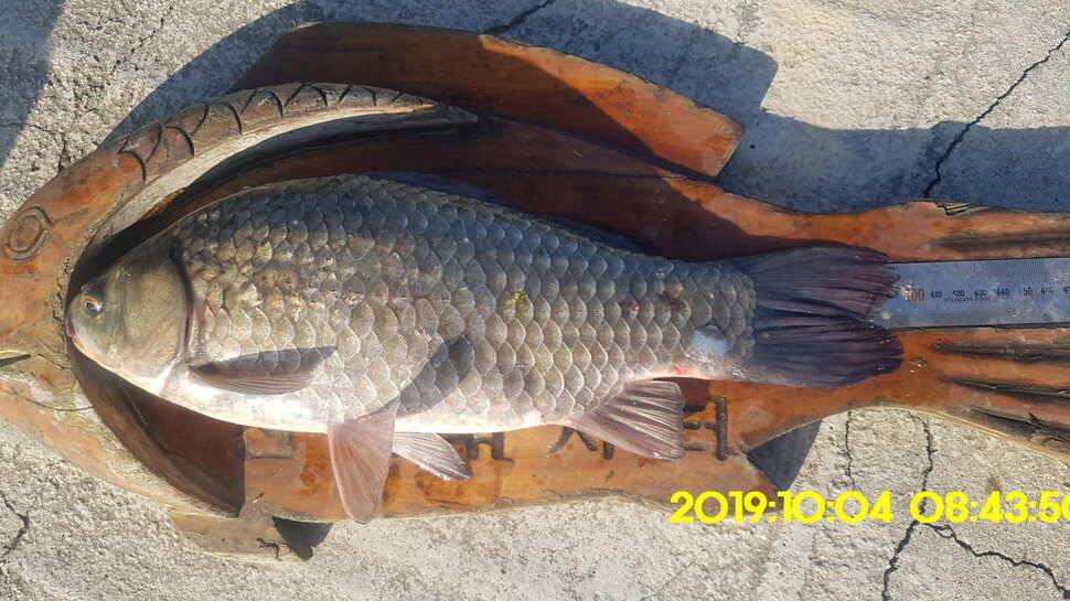 용인 신원낚시터 토종대물48짜리 구경하고 가시겠습니다 (유료터정보 - 유료터점주조황)