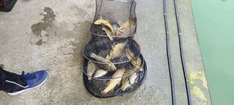 공주 고성낚시터 입니다 (유료터정보 - 유료터점주조황)