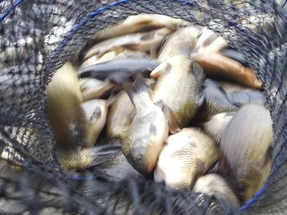 수곡낚시터 오늘도 붕어 대량 하였으며 조황소식 안내드립니다 (유료터정보 - 유료터점주조황)