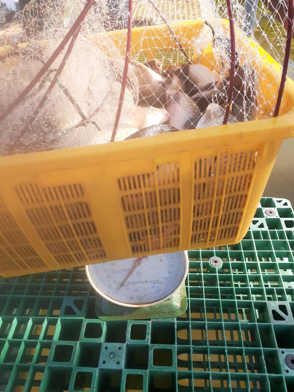 1미터 찌를 몸통까지 올려주는 경주동산낚시터 붕어들 (유료터정보 - 유료터점주조황)