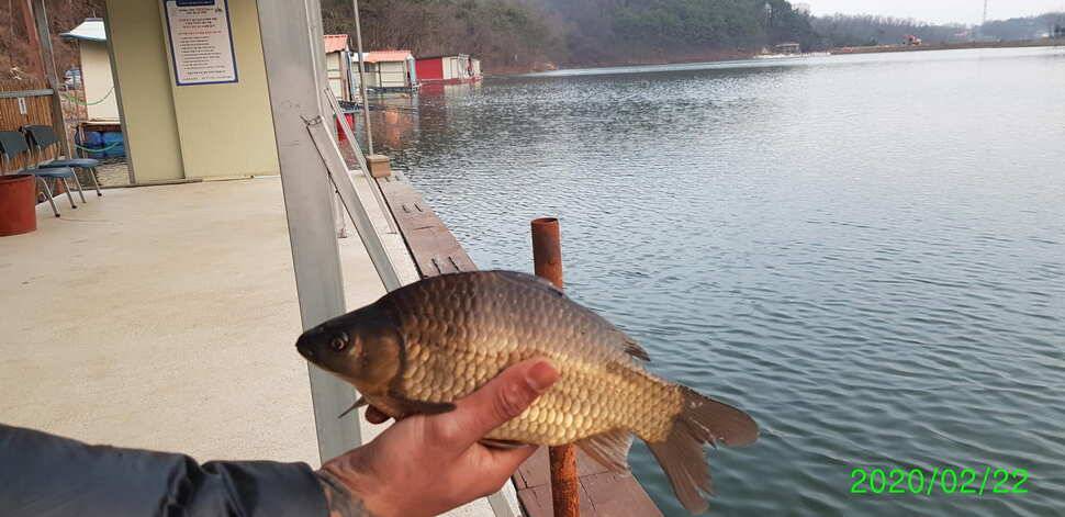 양평 수곡낚시터 금요일토요일 조황및 붕어방류안내 (유료터정보 - 유료터점주조황)