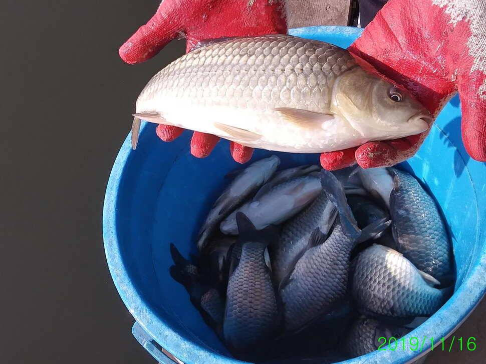 양평 수곡낚시터 자연산 4짜붕어 포함 대량 방류 및 노지 잔교 천막설치 완료하였습니다 (유료터정보 - 유료터점주조황)