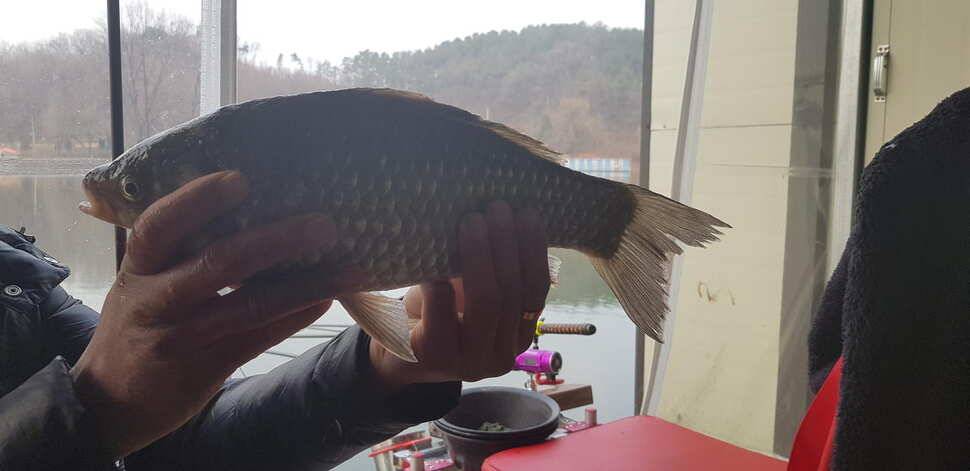 양평 수곡낚시터 금요일토요일 조황및 붕어방류안내 (유료터정보 - 유료터점주조황)