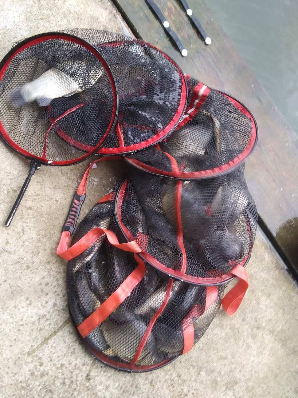 양평 수곡낚시터 오늘 붕어조황 씨알도 마릿수도 더 좋네요 10월10일 금일 붕어 방류 완료했습니다 (유료터정보 - 유료터점주조황)