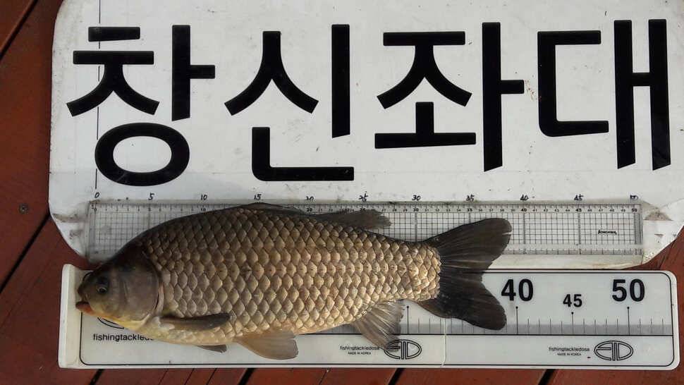 송전지 창신좌대 조황정보 (유료터정보 - 유료터점주조황)