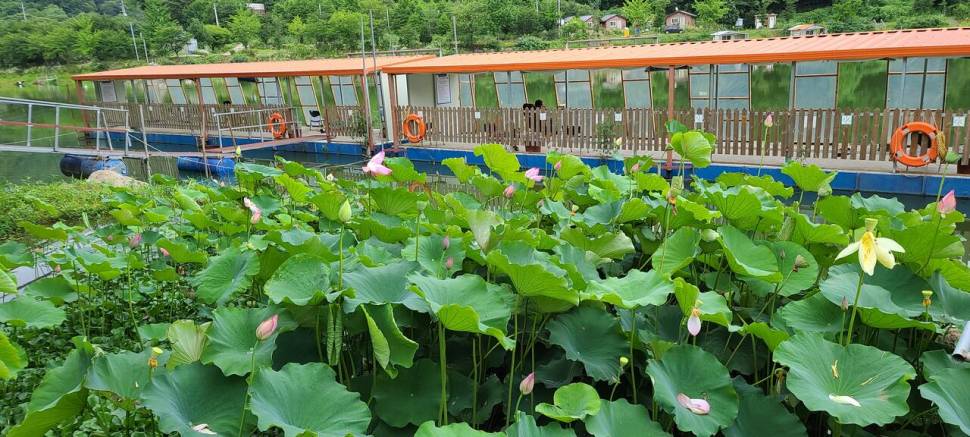 휴가철 붕어 피서낚시 수곡낚시터 주초 화요일 조황 및 방류안내 (유료터정보 - 유료터점주조황)