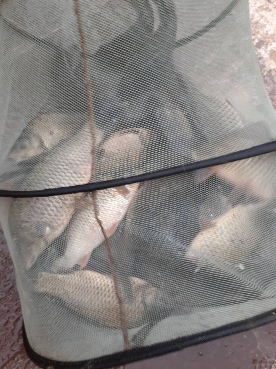 경주 동산낚시터붕어 전용잡이터지난주 조황 (유료터정보 - 유료터점주조황)