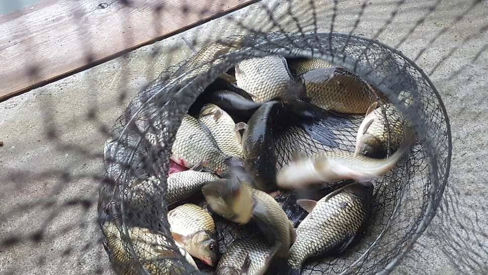 양평 힐링 수곡낚시터 8월 29일 조황 및 붕어방류 안내 (유료터정보 - 유료터점주조황)