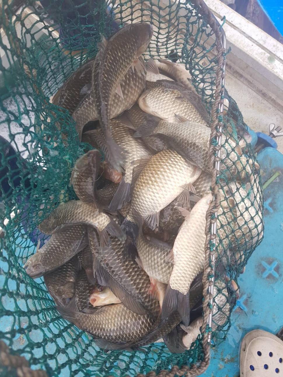 충북 괴산군 오가리 낚시터 4월 6일 개장 맞이 토종붕어 대량 방류 하였습니다 (유료터정보 - 유료터점주조황)