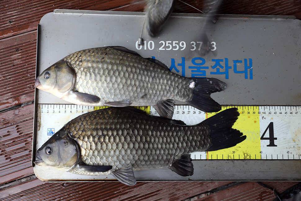 송전지서울좌대9월24일조황 (유료터정보 - 유료터점주조황)