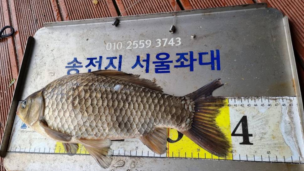 송전지서울좌대4월5일조황 (유료터정보 - 유료터점주조황)