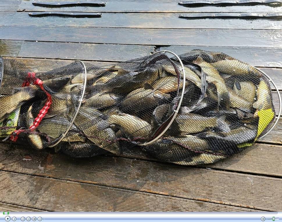 반제지 조황과 점농어방류 붕어도방류 (유료터정보 - 유료터점주조황)