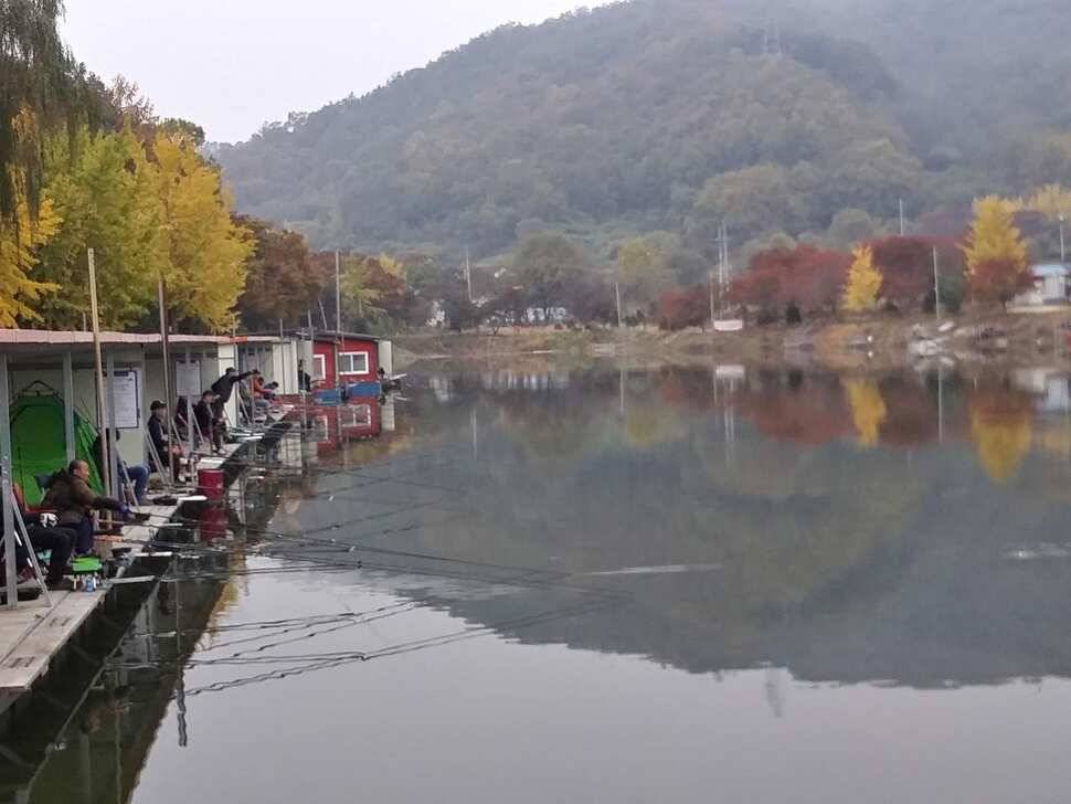 양평 수곡낚시터 자연산 토종붕어 방류 및 주말 조황 안내 (유료터정보 - 유료터점주조황)
