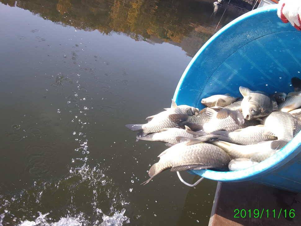 양평 수곡낚시터 자연산 4짜붕어 포함 대량 방류 및 노지 잔교 천막설치 완료하였습니다 (유료터정보 - 유료터점주조황)
