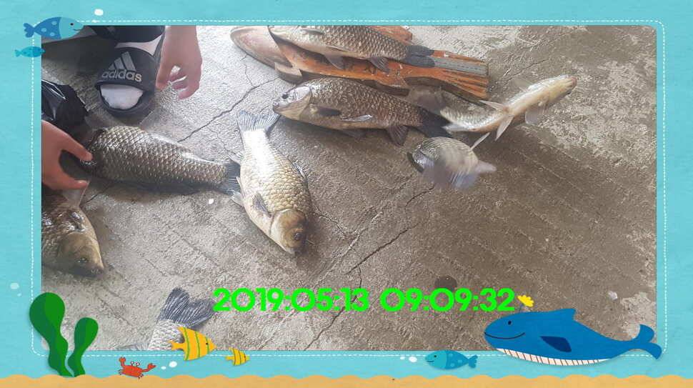 신원낚시터 토종대물 4짜 소식입니다 (유료터정보 - 유료터점주조황)