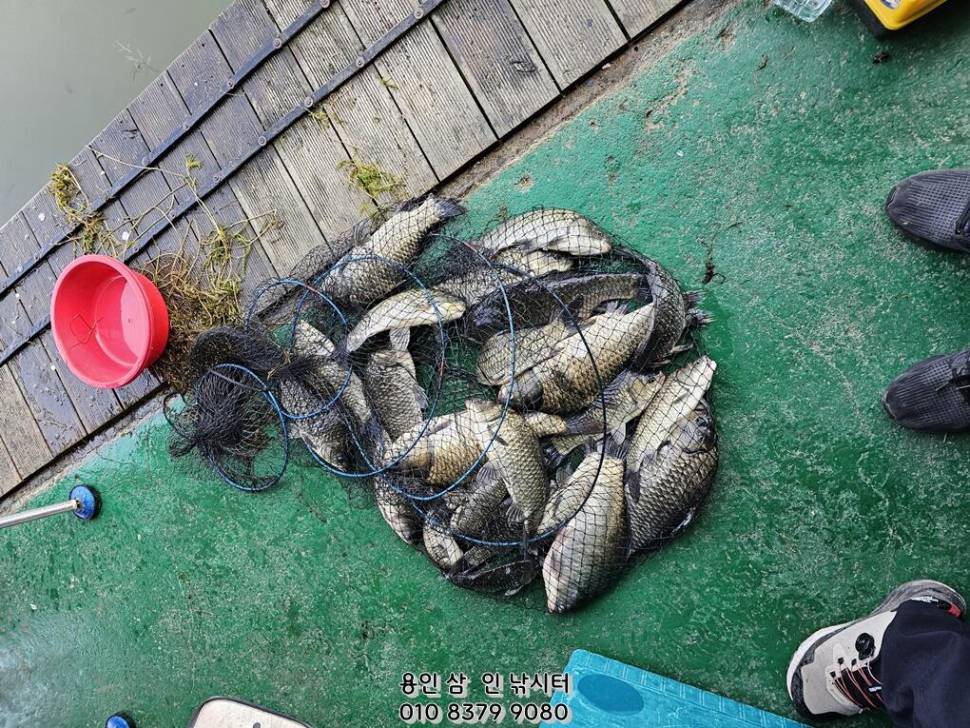 가깝고 물 좋고 경치 좋은 곳용인삼인낚시터 (유료터정보 - 유료터점주조황)