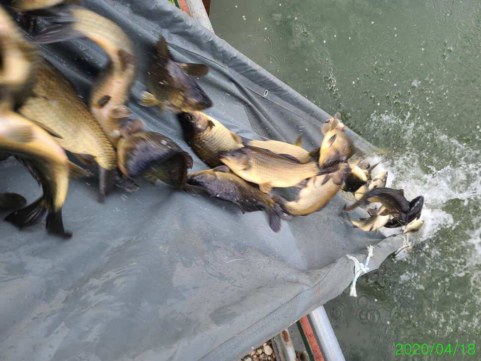 힐링 양평 수곡낚시터 주중주말 조황 및 붕어방류 안내 (유료터정보 - 유료터점주조황)