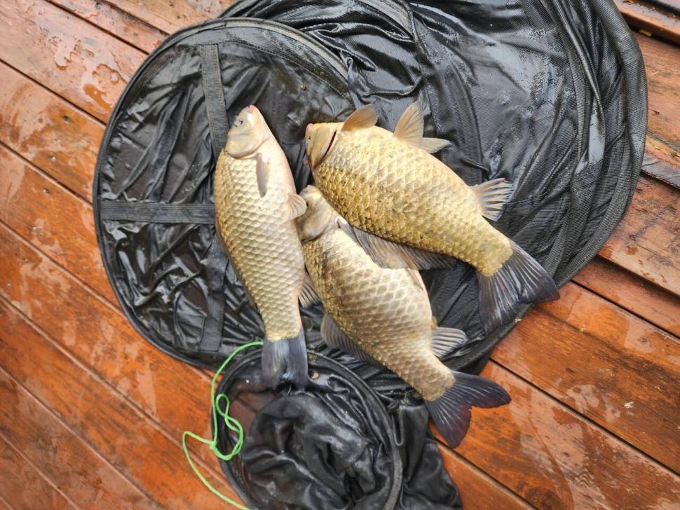 송전지 창신집 45cm 대박 조황 (유료터정보 - 유료터점주조황)