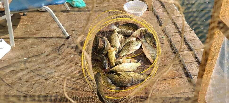 양평 낚시터 수곡낚시터 621 일요일 46cm 대물붕어 포함 씨알좋은 붕어들이 나와주네요 (유료터정보 - 유료터점주조황)