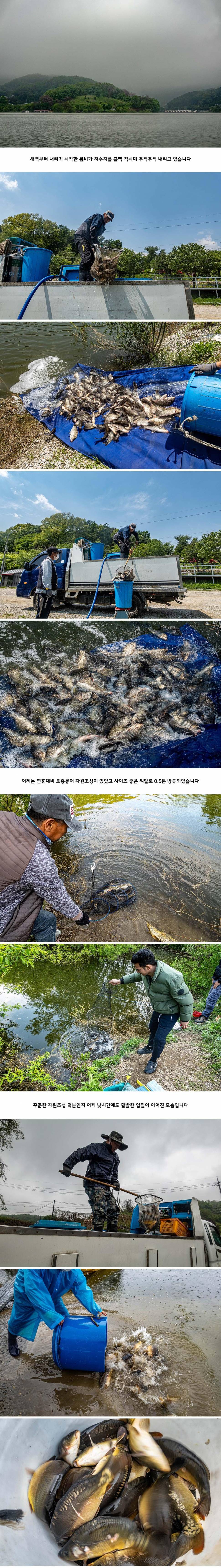 안성 두메낚시터 5월 3일 조황정보 (유료터정보 - 유료터점주조황)
