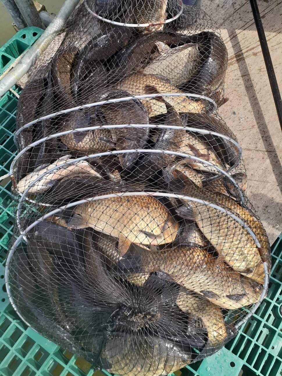 경주 동산낚시터붕어 전용잡이터지난주 조황 (유료터정보 - 유료터점주조황)