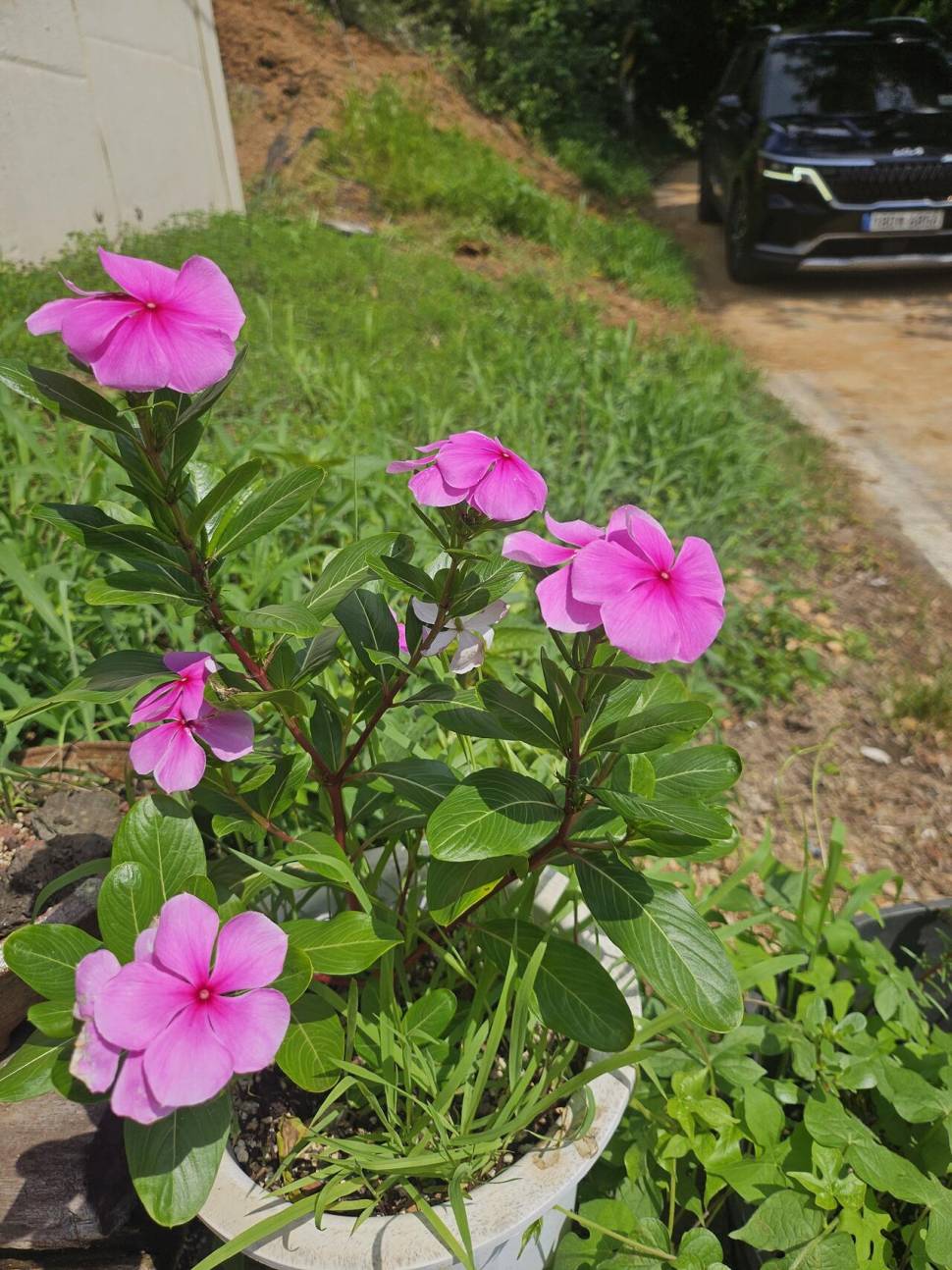 당진 가교리 낚시터 7월 23일 조황입니다 (유료터정보 - 유료터점주조황)