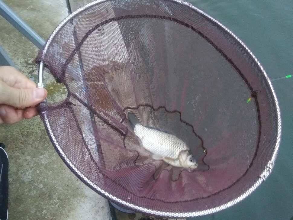 양평 수곡낚시터 붕어낚시 금요일 조황도 고르게 잘 나와주네요 오늘 붕어 방류 완료 (유료터정보 - 유료터점주조황)