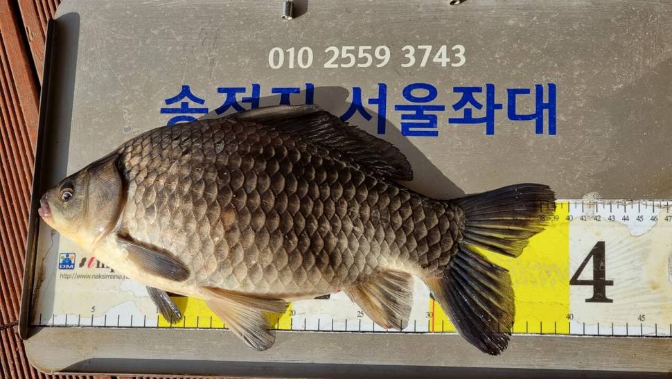 송전지서울좌대4월24일조황 (유료터정보 - 유료터점주조황)