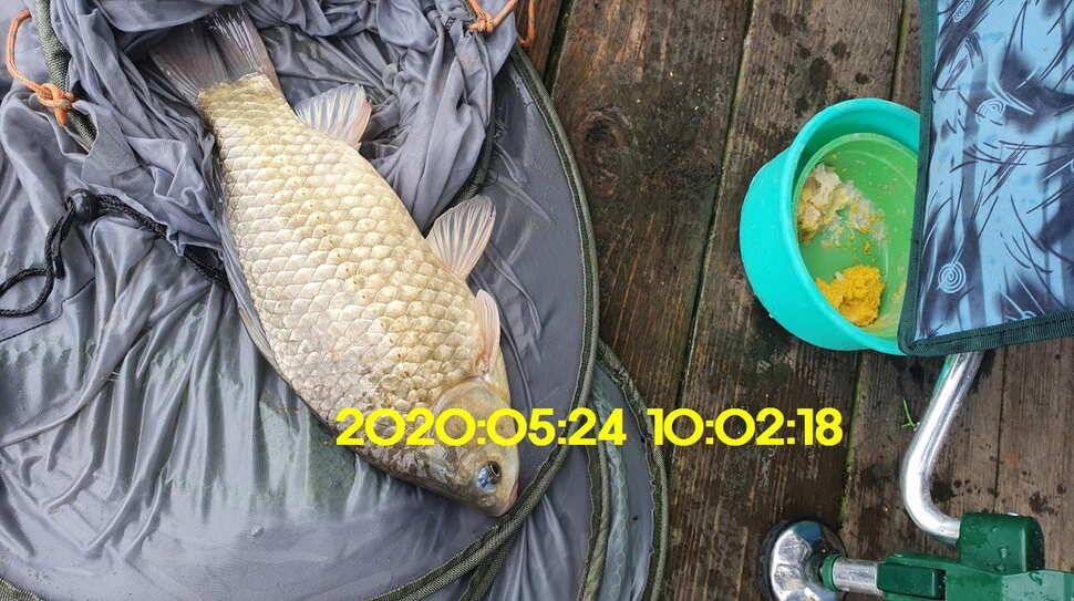 신원낚시터 5월25일 토종대물 43짜리와 덩어리 사진입니다 (유료터정보 - 유료터점주조황)