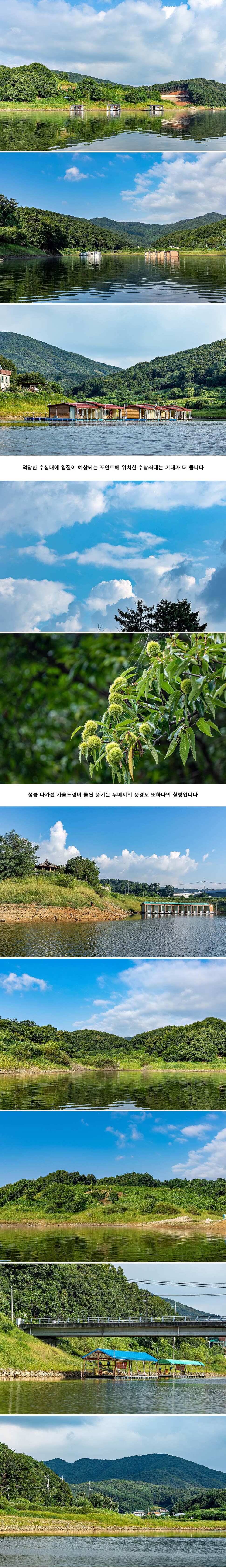 안성 두메낚시터 8월 30일 조황정보 (유료터정보 - 유료터점주조황)