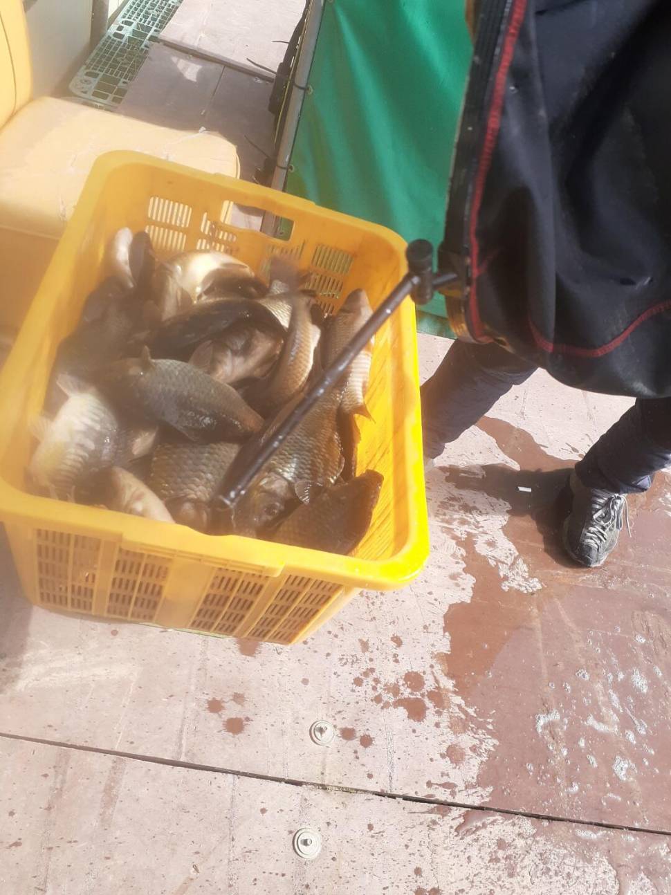 1미터 찌를 몸통까지 올려주는 경주동산낚시터 붕어들 (유료터정보 - 유료터점주조황)