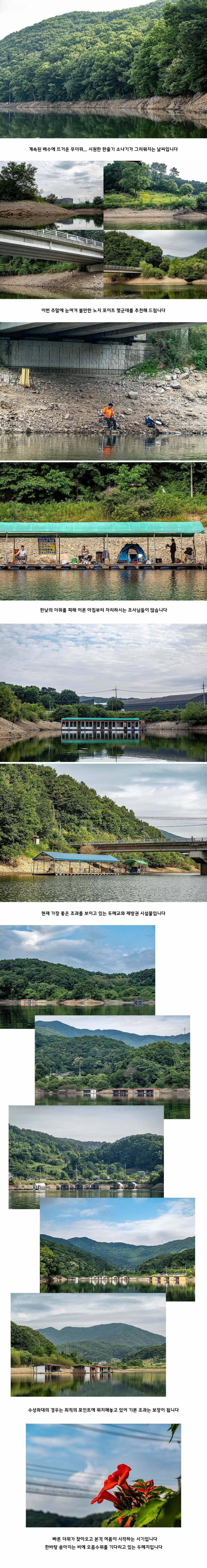 안성 두메낚시터 6월 15일 조황정보 (유료터정보 - 유료터점주조황)