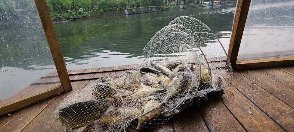 힐링 수곡낚시터 주초에도 고르게 조황이 나오며 오늘도 붕어방류 진행합니다 (유료터정보 - 유료터점주조황)