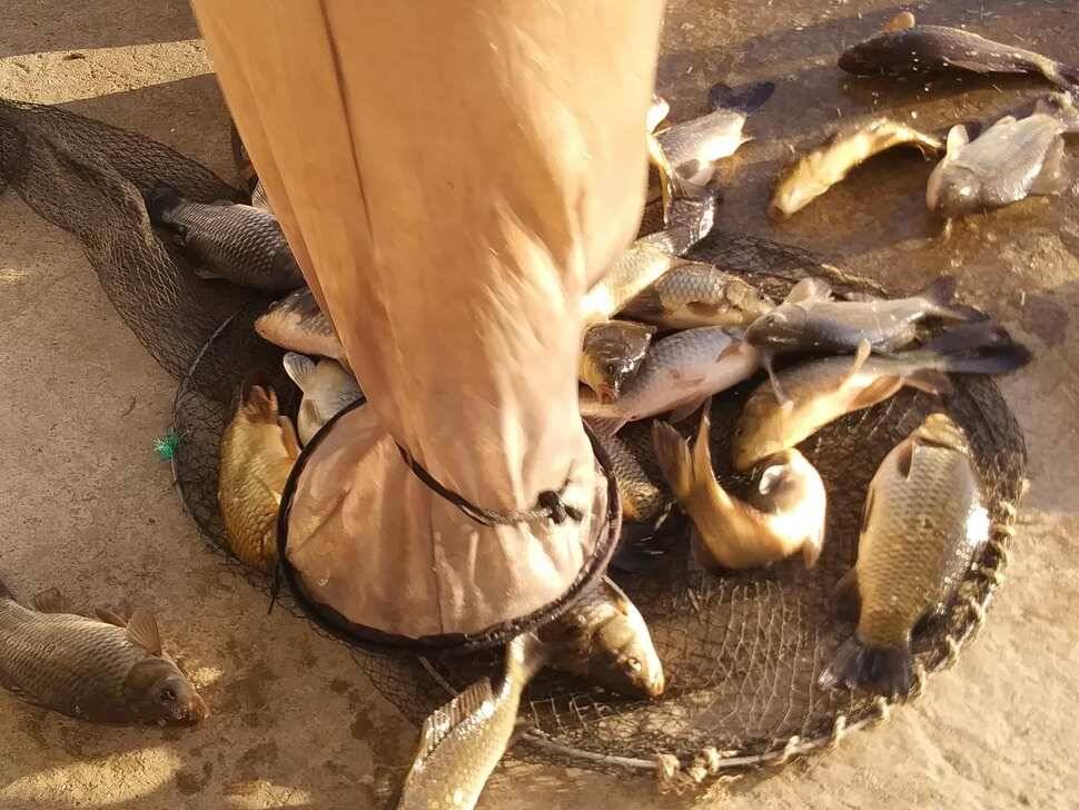 양평 수곡낚시터 조황은 더 좋아지네요 금일 붕어방류 완료 조황 및 수상좌대 할인 행사 (유료터정보 - 유료터점주조황)