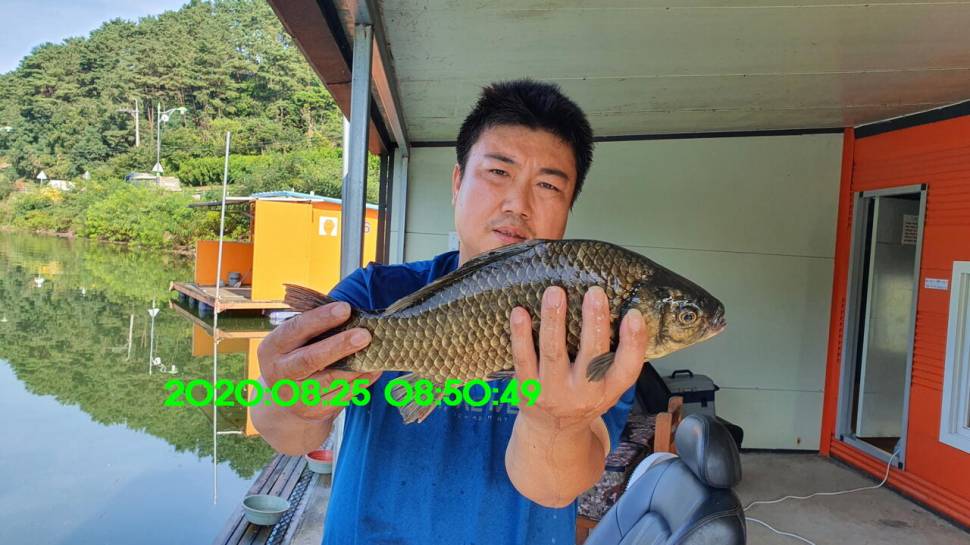 신원낚시터 8월27일 토종붕어 45짜리와 덩어리들 사진입니다 (유료터정보 - 유료터점주조황)