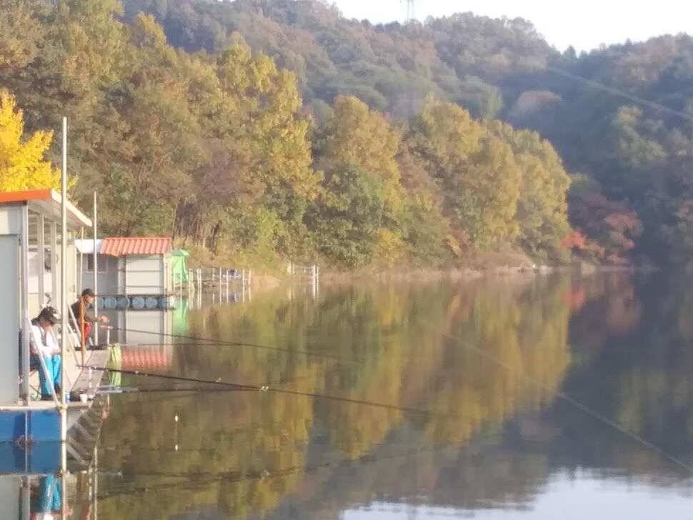 수곡낚시터 어제 대박조황과 함께 고른 조황이 이어졌고 오늘 토종붕어 포함 방류합니다 (유료터정보 - 유료터점주조황)