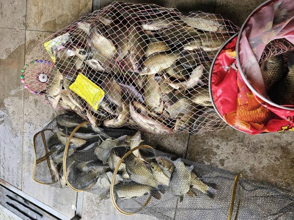 반제낚시터 조황정보와 오늘도 방류 (유료터정보 - 유료터점주조황)