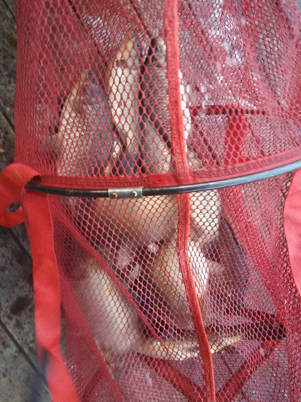 수곡낚시터 주말 조황 소식 및 붕어 방류 안내드려요 (유료터정보 - 유료터점주조황)