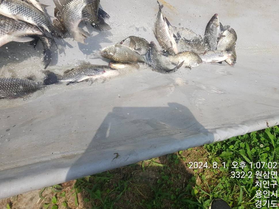 2024년 8월 둘째주 조황정보 용담낚시터사암지4짜 3마리 (유료터정보 - 유료터점주조황)