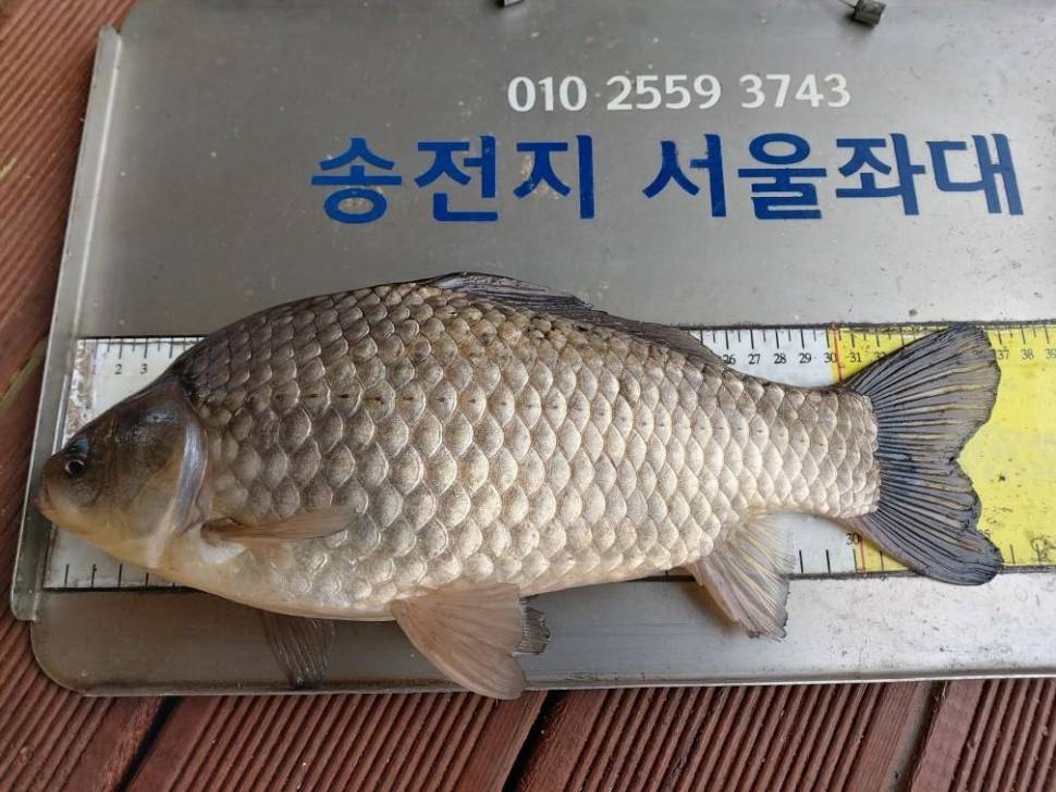 송전지서울좌대4월19일조황 (유료터정보 - 유료터점주조황)