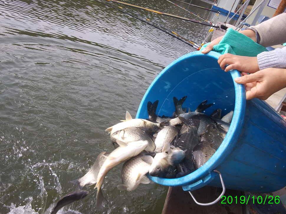 수곡낚시터 4짜 대물붕어가 또 나왔습니다 주말 조황 붕어방류 소식전합니다 (유료터정보 - 유료터점주조황)