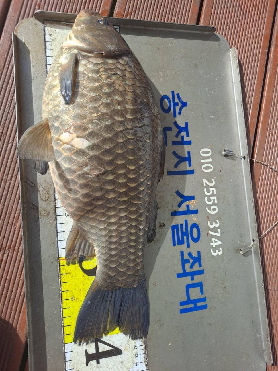 송전지토종4짜붕어 산란임박 (유료터정보 - 유료터점주조황)