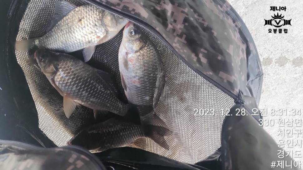 2023년 12월 마지막주 조황정보 용담낚시터사암지 (유료터정보 - 유료터점주조황)