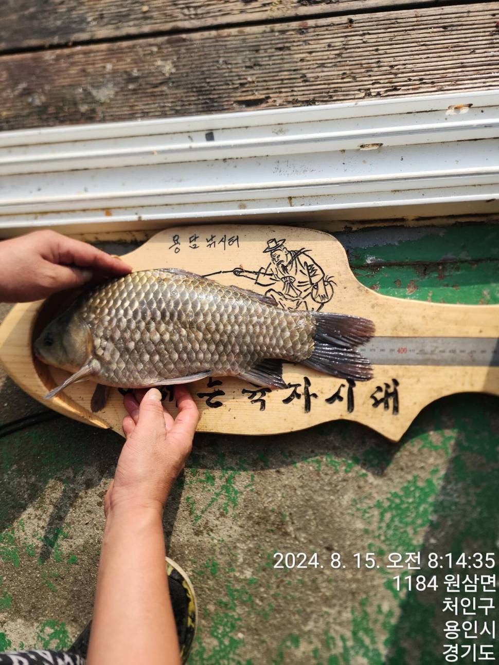 2024년 8월 셋째주 조황정보 용담낚시터사암지48cm외 4짜 1마리 (유료터정보 - 유료터점주조황)