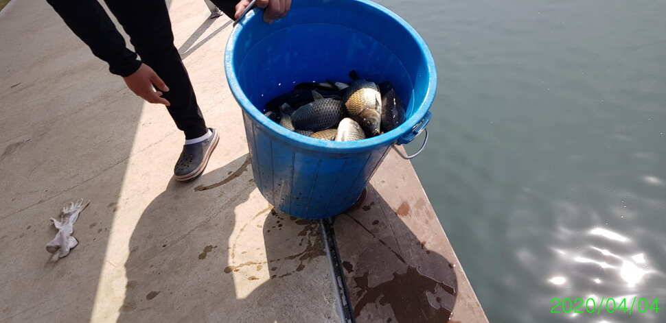 양평 수곡낚시터 4월 첫주 주말조황 및 수상좌대 할인요금 붕어방류 안내 (유료터정보 - 유료터점주조황)