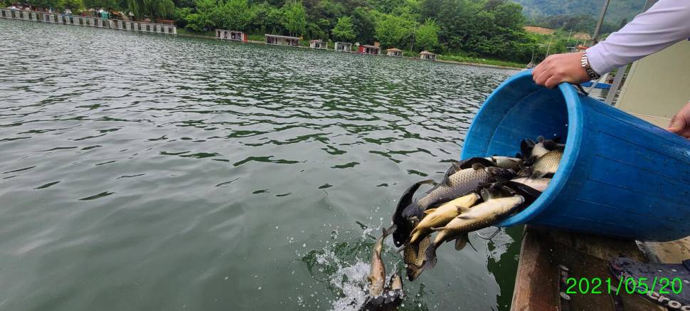 금요일 토요일 주말 힐링 양평 수곡낚시터 조황 꾸준한 편입니다 (유료터정보 - 유료터점주조황)