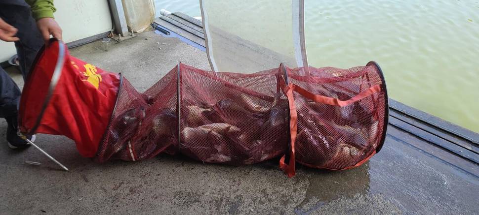 양평 힐링 수곡낚시터 월화 주초 호조황 포함 조과 금일 붕어방류 (유료터정보 - 유료터점주조황)